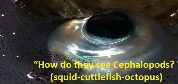 "How do they see Cephalpods? " (squid-cuttlefish-octopus)